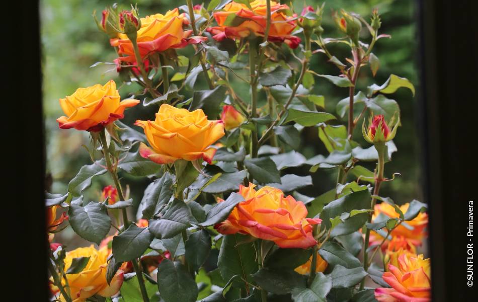 ©SUNFLOR - Primavera